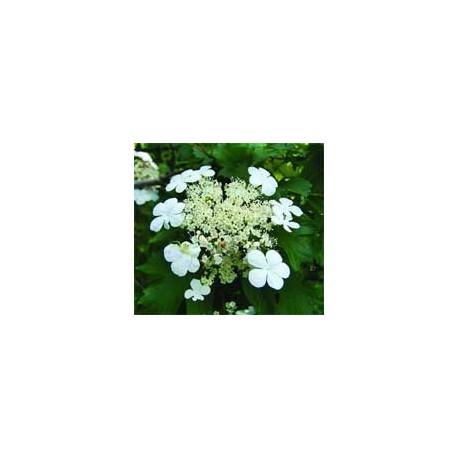 Viorele Parti aeriene 60 g